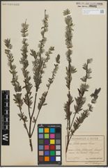 Foto von Salix repens subsp. rosmarinifolia (L.) Andersson